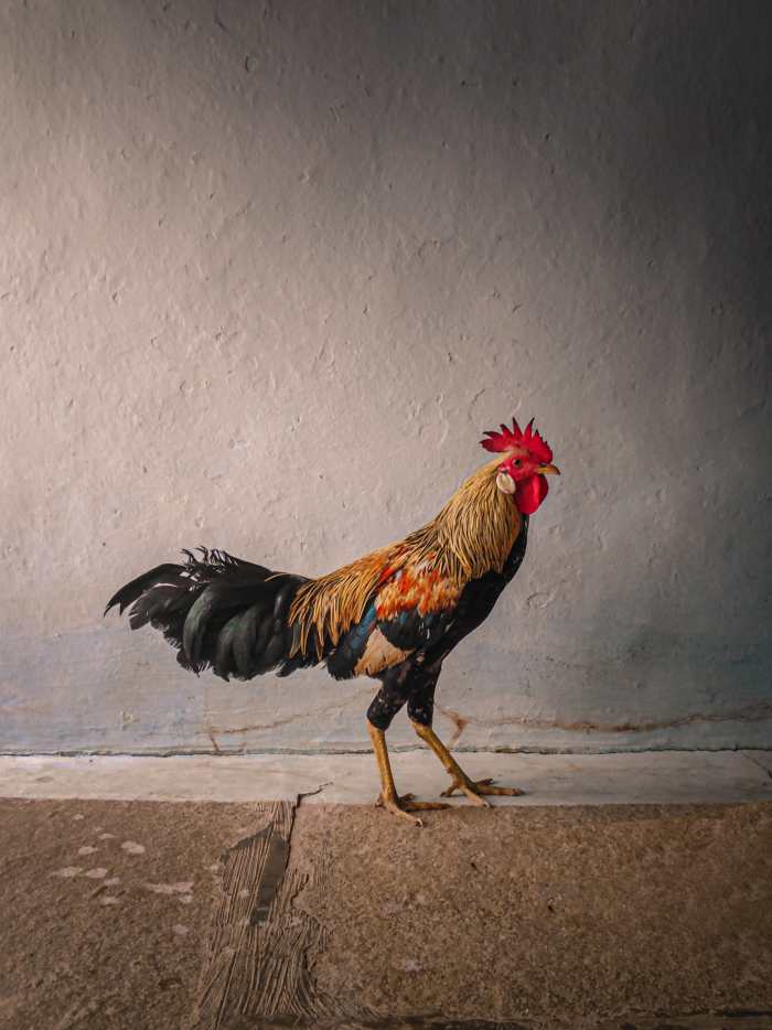 200+ Cute Rooster Names & Ideas HubPages