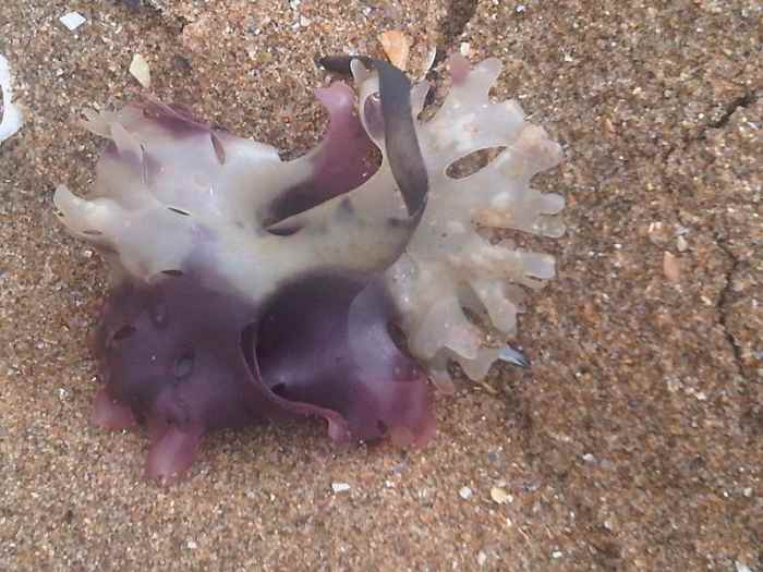 Health Benefits of Sea Greens CalorieBee