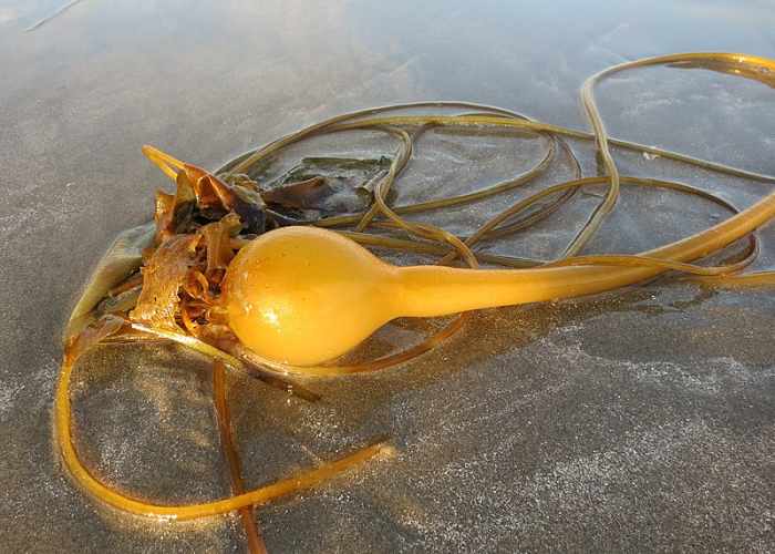 Health Benefits of Sea Greens CalorieBee