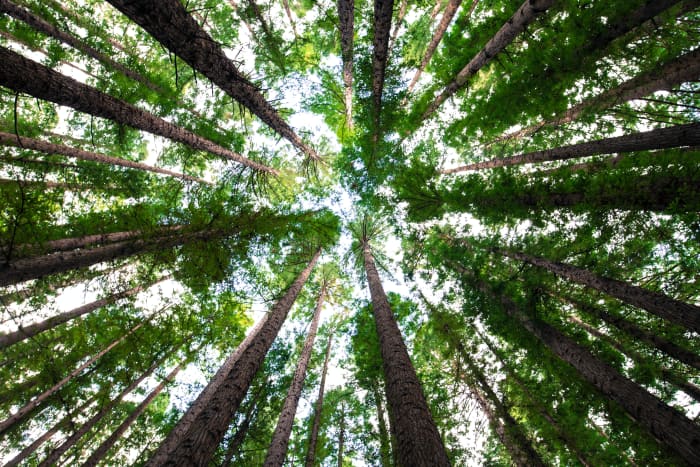The same principal that makes these tall trees grow works on smaller plants down to the grass that makes up your lawn.