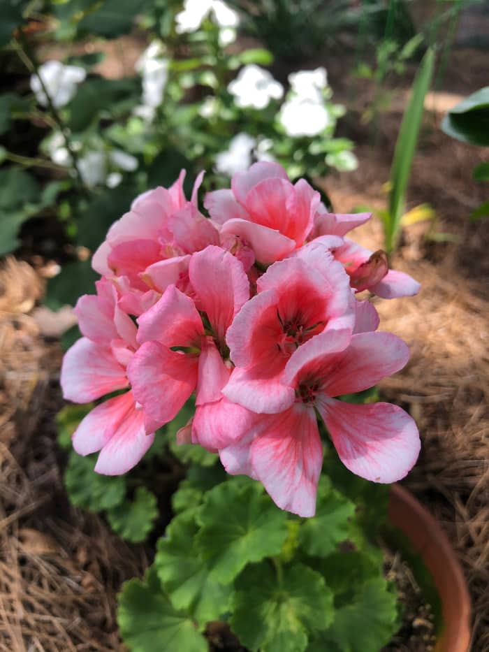 Geranium in clay pot submerged in the ground. It is easily lifted to take indoors for the winter. This is one of two I have had for five years.