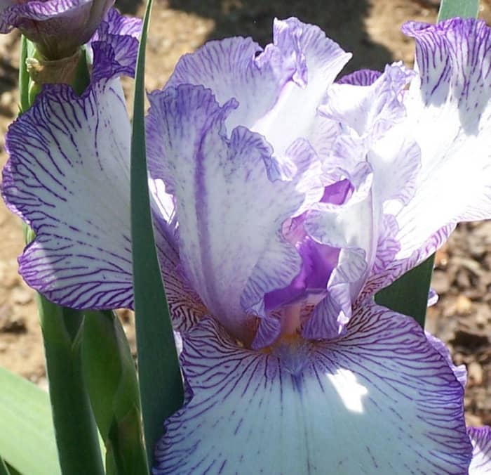 Another of the bearded irises I once had. This one is of the reblooming variety that blooms in both spring and late summer.