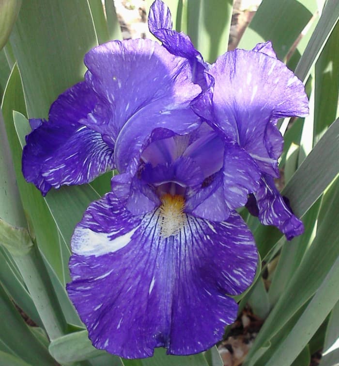 One of several bearded irises I had when I used to raise them. Now that we are back where it gets cold enough for them, I have started a new collection.