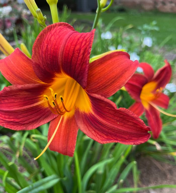 This one was given to me by a neighbor who was dividing her huge spread of day lilies.