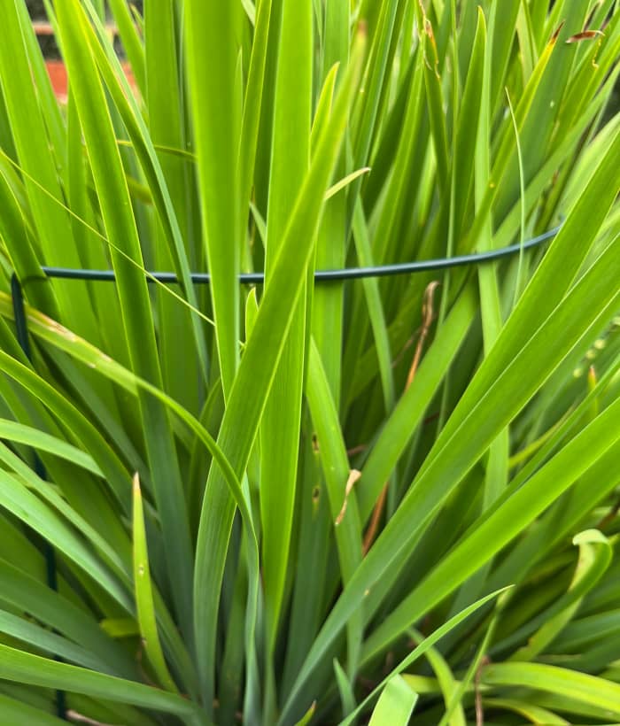 The bright green foliage will stay green until cold weather arrives. It provides a nice backdrop for smaller annuals.