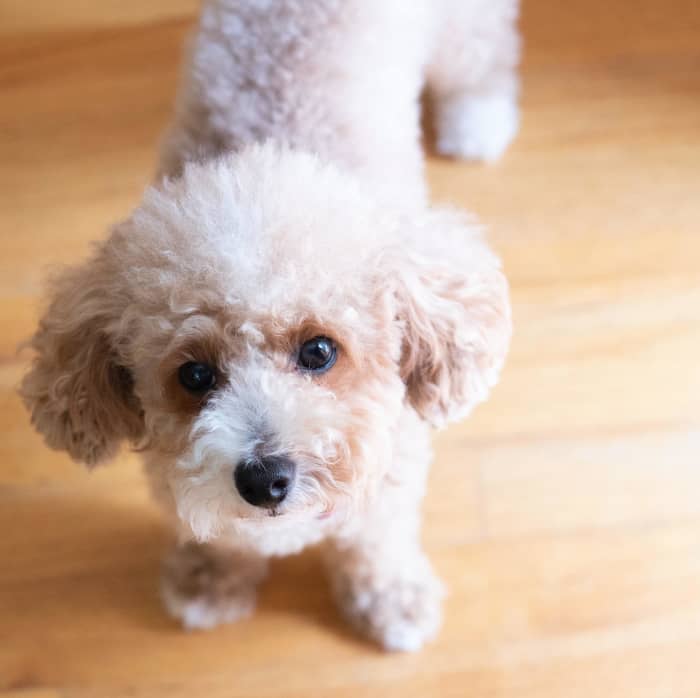 Behaviors that are considered unacceptable in larger dogs—such as growling, biting, or barking—often go unaddressed in smaller dogs.