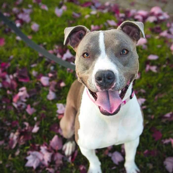 Which dewormers are safe for nursing dams? And can you help mama dogs produce more milk for their pups?