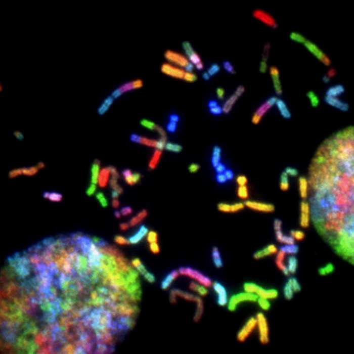 The Y Chromosome Ancestry Genetics And The Making Of A Man Owlcation