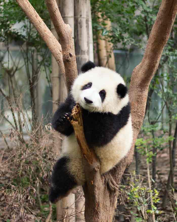 100+ Cute Panda Names HubPages