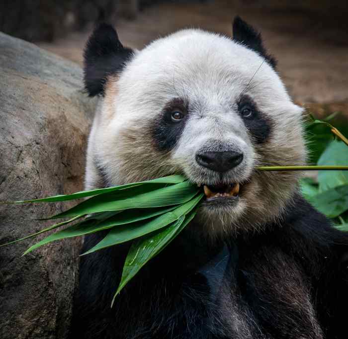100+ Cute Panda Names HubPages