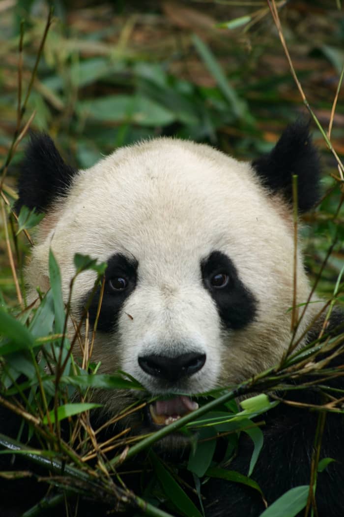 100-cute-panda-names-hubpages