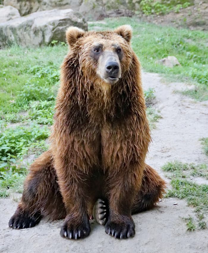 150+ Cute Bear Names & Ideas - HubPages