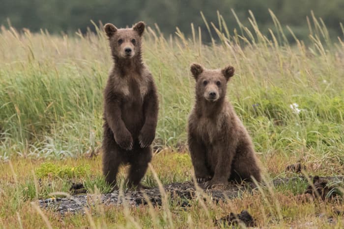 cute bear names