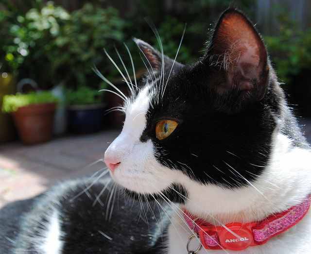 Lost Cats and the Importance of a Breakaway Collar HubPages