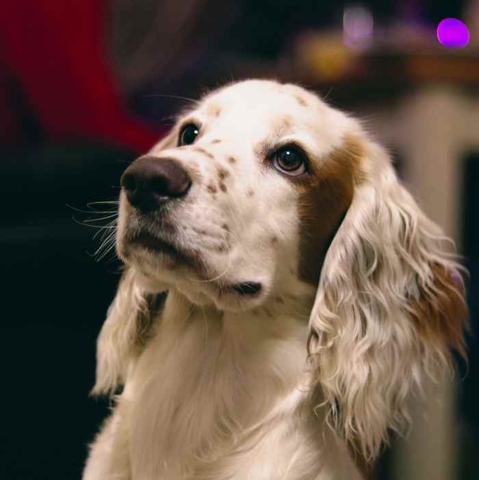 Why Is My Dog Limping After a Nail Trim? PetHelpful