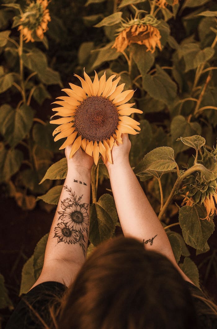 Sunflowers have been around for thousands of years and have collected lots of symbolic meanings along the way.