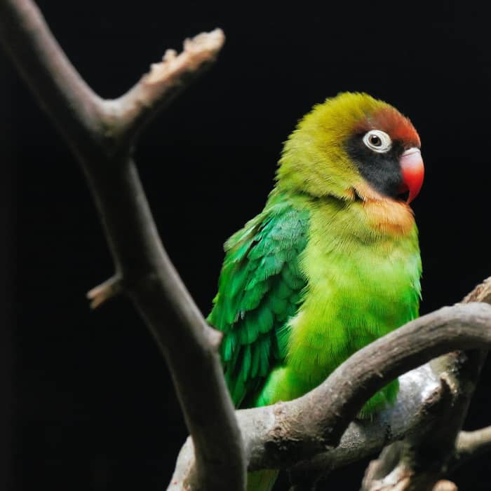 Small birds are more susceptible to shock than larger animals. Left untreated, this condition can be fatal.