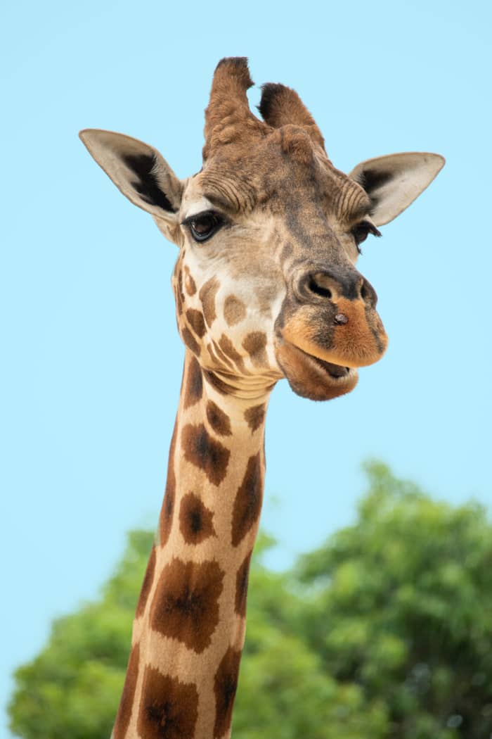 300+ Cute Giraffe Names & Ideas - HubPages