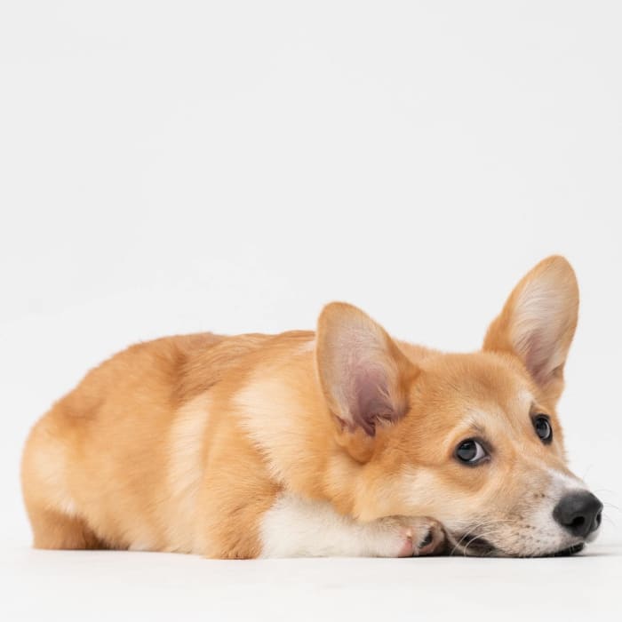 Are dogs really immune to Parvo after having it once? And how long do you have to wait to give other vaccines?
