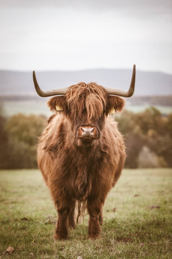 150+ Cute Bull Names & Ideas - HubPages