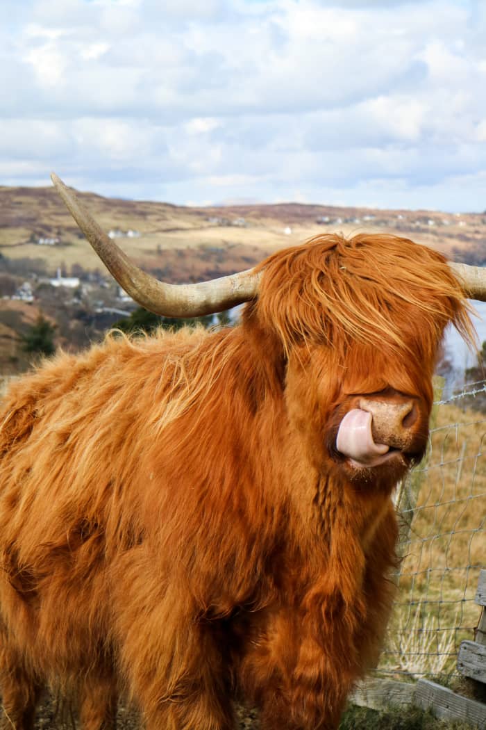 150+ Cute Bull Names & Ideas HubPages