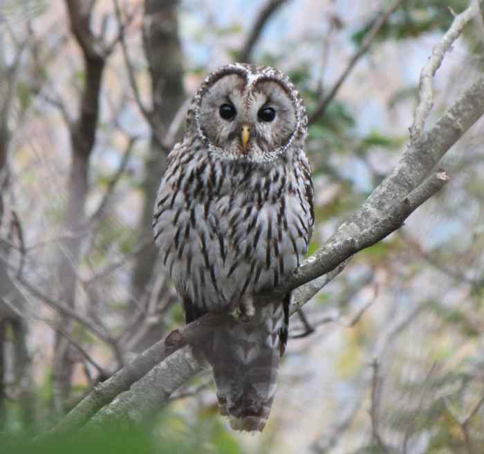 The Significance and Meaning of Owls in Japanese Culture Owlcation