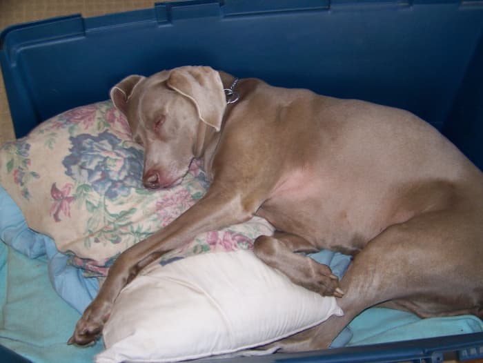 After therapeutic swims Titan would be like this! He would sleep for several hours