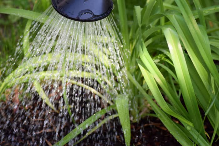 Watering your organic garden regularly will ensure your plants can absorb the nutrients they need to be successful.