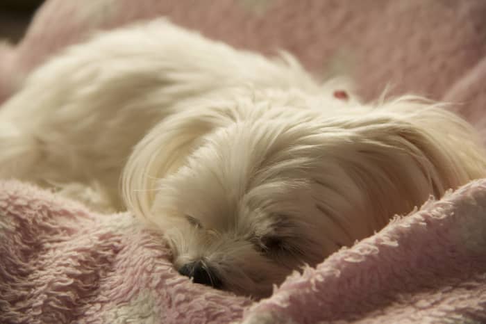 Throwing a cover over the couch will help while excitement urination is being treated correctly.