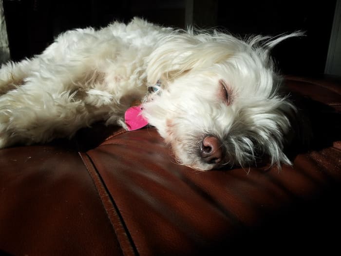 Sleeping dogs will not urinate but it does not take much to wake them up.
