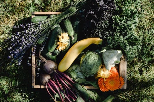This article will break down how climate zones work and provide advice for what plants will grow best in your particular zone.