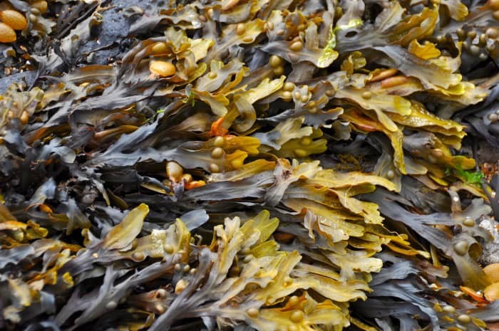 Seaweed is a great addition to your diet and provides a lot of nutrients. It is an approved sea vegetable and it is also delicious.