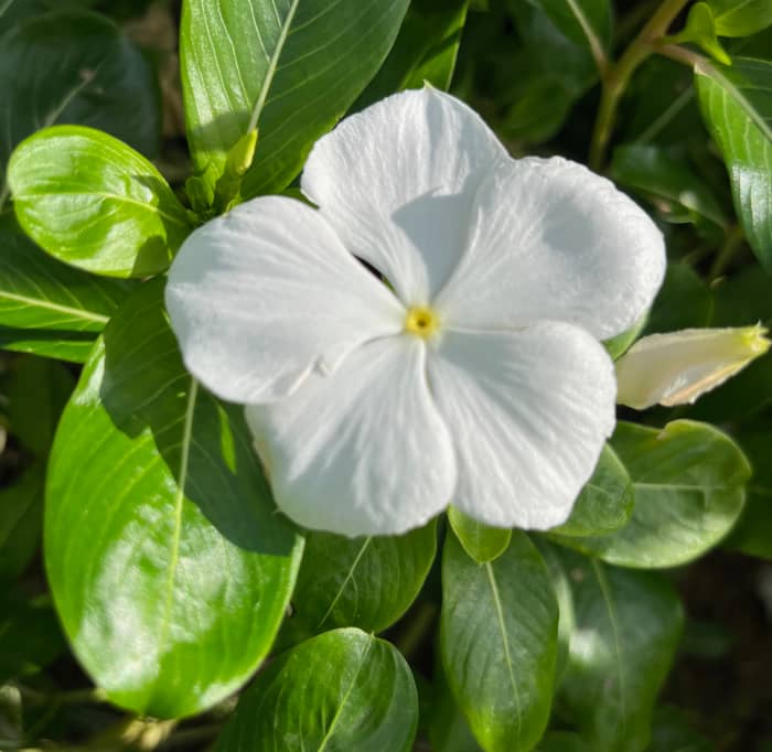 This one I call vinca. This one is mounding and spreads without getting so tall. I think it is much prettier and more desirable.