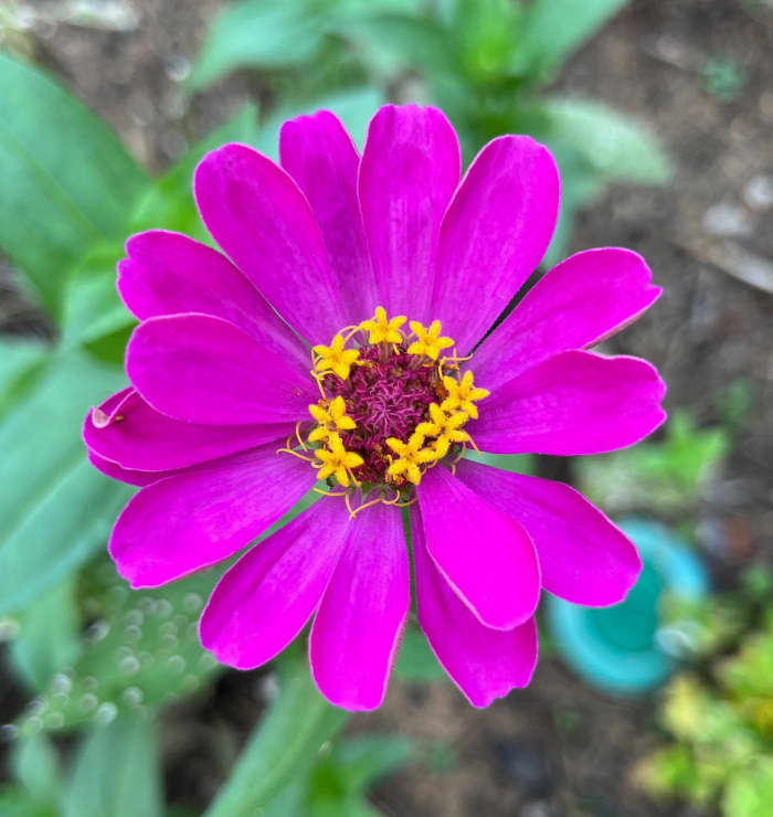These single-petaled flowers are the easiest for butterflies to reach the food.