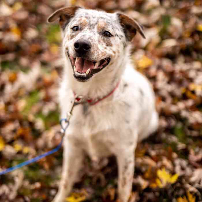 When Can My Puppy Go Outside to Potty Train? PetHelpful