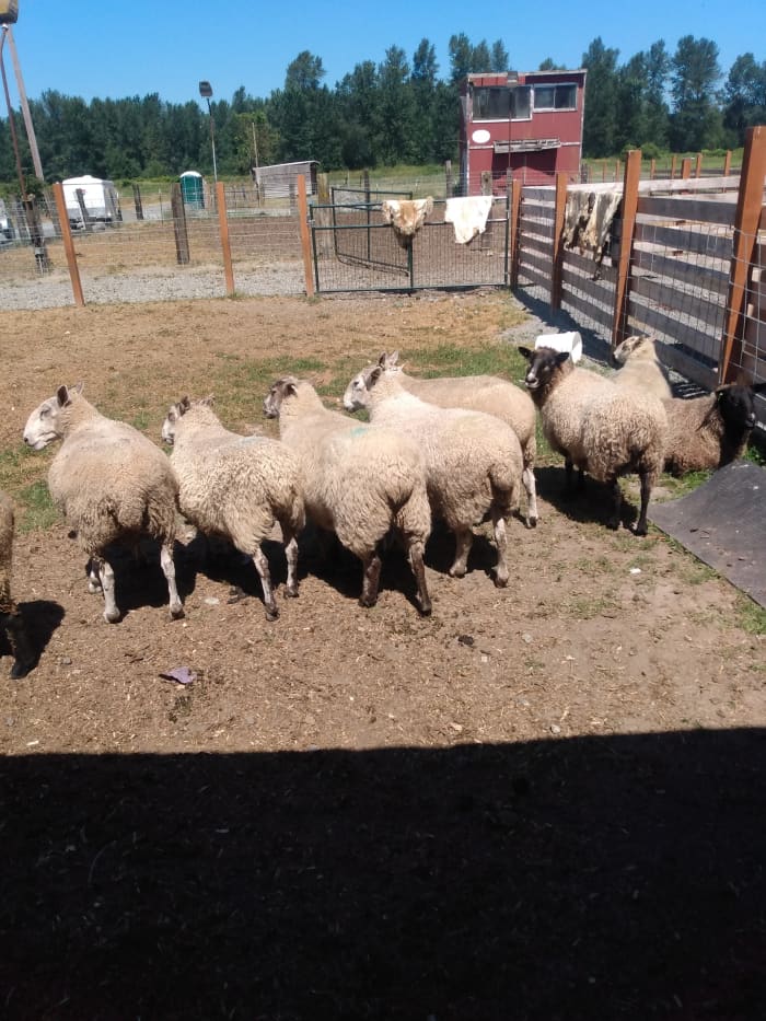 These are some capricious sheep from a small sheep dog farm where I found some biweekly work and free eggs in a rural area