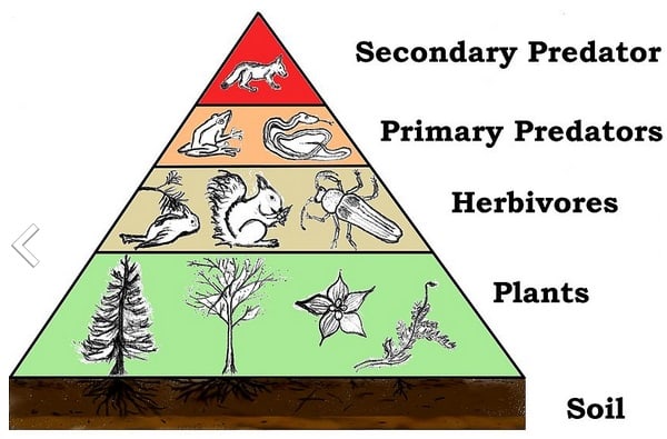 Trophic Levels and the Food Chain - HubPages