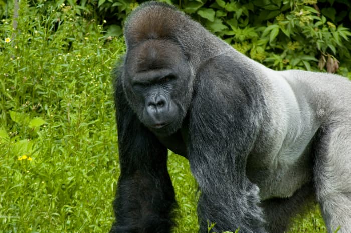 Powerful Primates: 5 Facts About Silverback Gorillas - Owlcation
