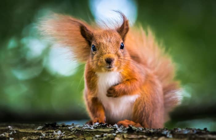 What Does a Pregnant Squirrel Look Like? - PetHelpful