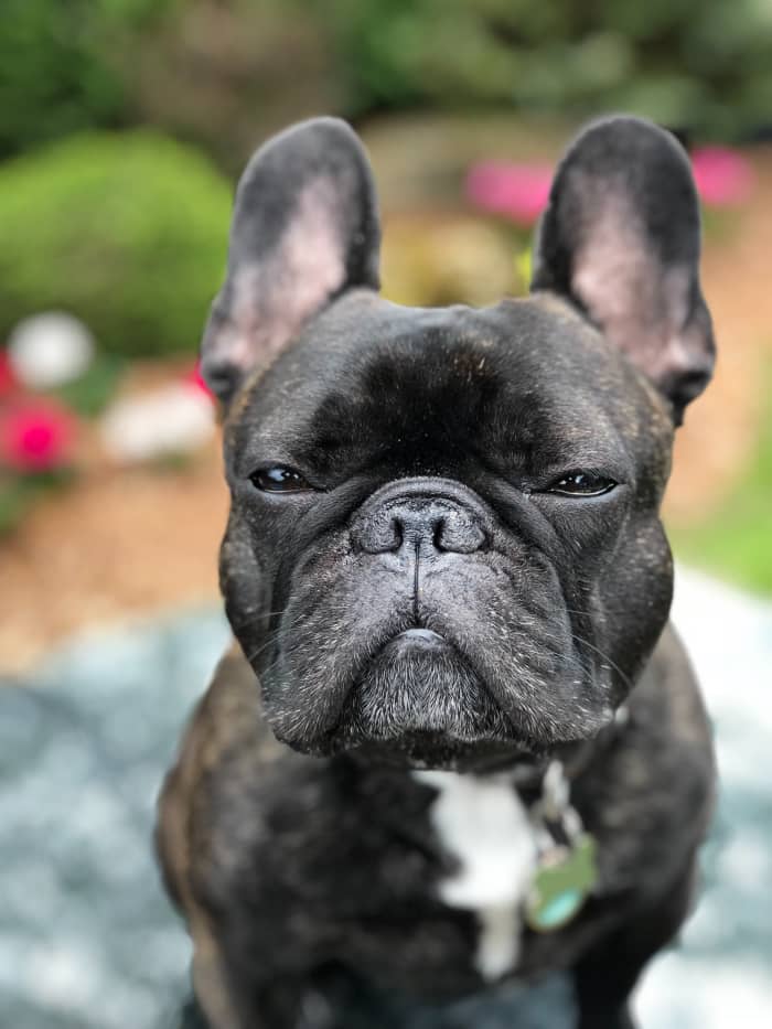 The French Bulldog: A Guide For Owners - PetHelpful