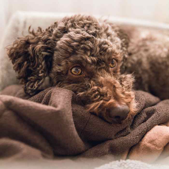 Why Is My Dog Eating Her Puppies, and What Can I Do About It? PetHelpful