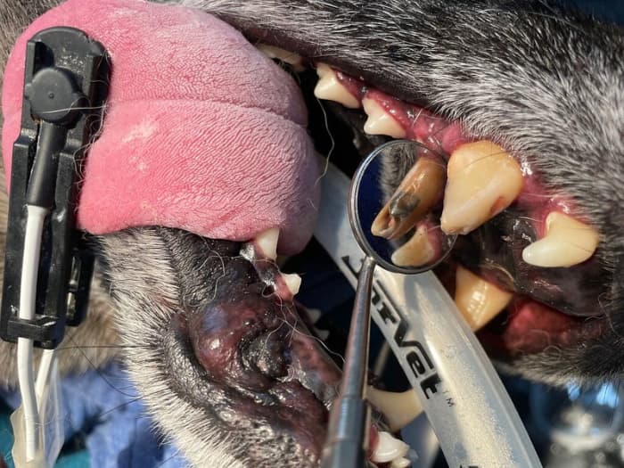 Dogs will also stop eating if the mouth is painful because of dental disease.