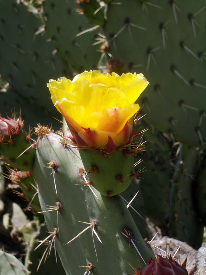 Prickly pear cacti, classified in the subgenus Opuntia, typically grow with flat, rounded segments that are armed with two kinds of spines; large, smooth, fixed spines and small, hairlike spines called glochids that easily penetrate skin
