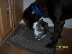 Rascal, I can take you out before you know what hit you. Click below to see more of my silly housemate.