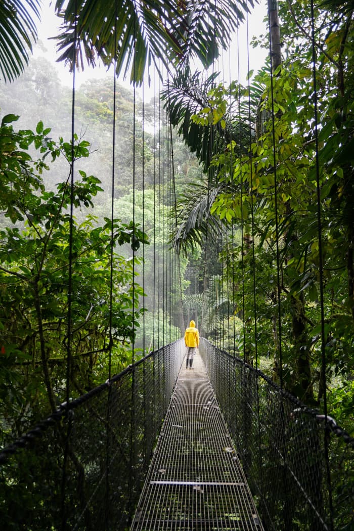 Exploring a rainforest full of vibrant life via elevated walkway? Sounds like a good break away from the laptop to me!
