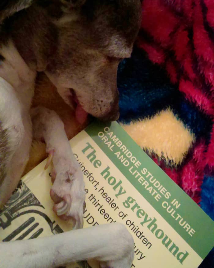 Bedtime stories with Zephyr, the Italian Greyhound, "The Holy Greyhound, Guinefort, healer of children since the thirteenth century."