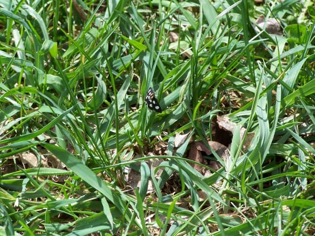 This could be either a Goldenrod moth' or maybe a 'Wittfeld's Forester moth but I don't believe it is a butterfly.