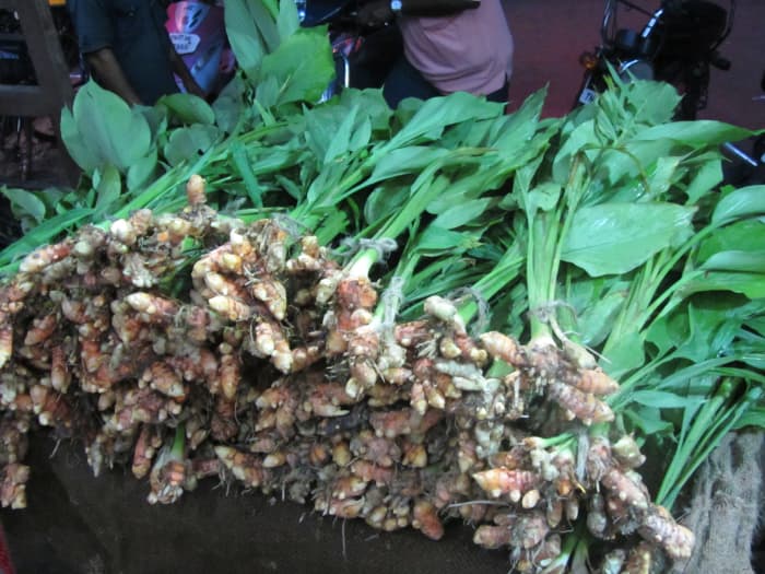 rhizomes are also known as rootstock and are not visible above ground. similar in appearance to ginger.