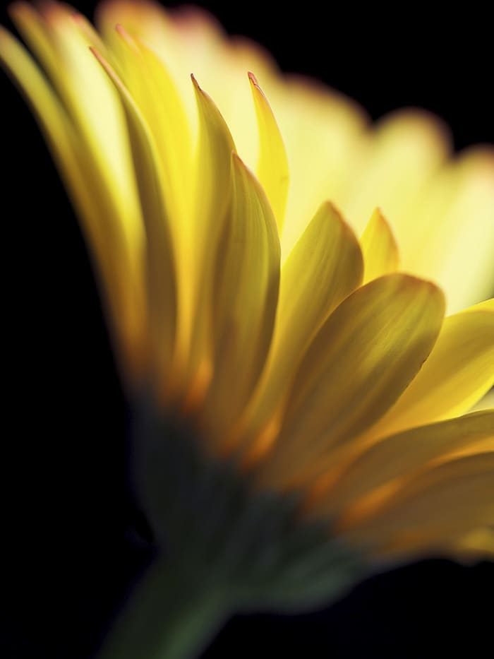 To capture the beauty of a flower in the flickering light of a camera lens is awesome. God gave us the ability to see, feel and smell the magnificence of this flower. He is truly deserving of our thanks.