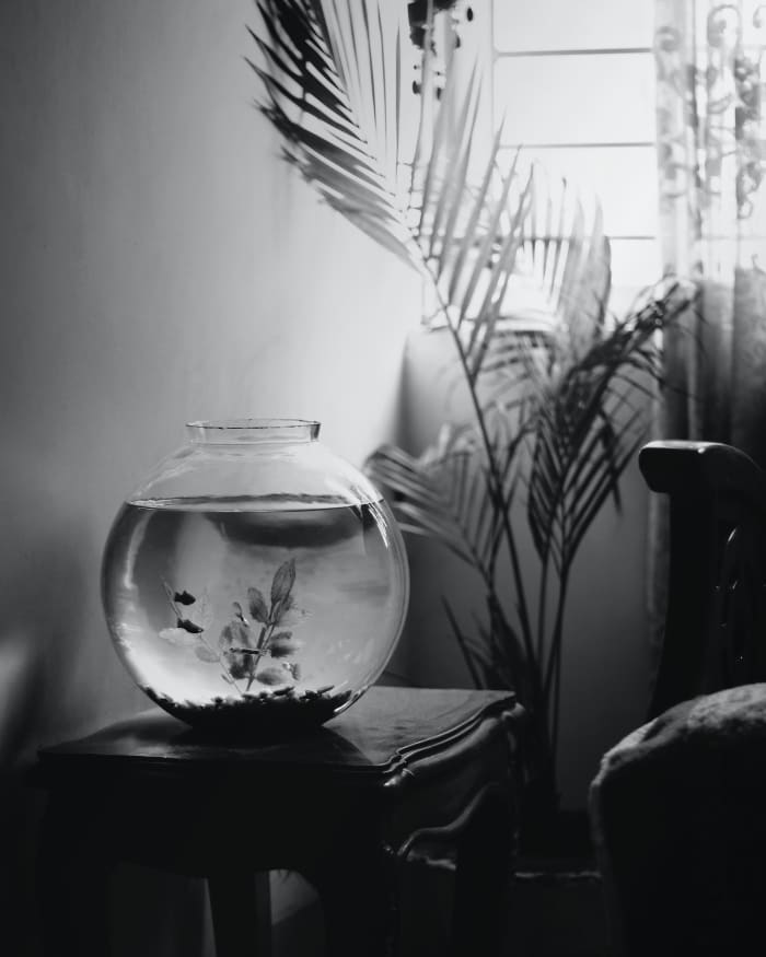 Adding literal water features into your home will give off water vibes. This includes fish bowls, aquariums, and fountains.